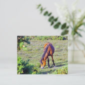 Carte Postale cheval dans la prairie (Debout devant)