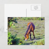 Carte Postale cheval dans la prairie (Devant / Derrière)