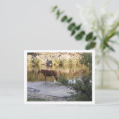 Carte Postale cheval dans la rivière (Debout devant)