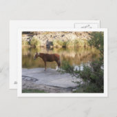 Carte Postale cheval dans la rivière (Devant / Derrière)