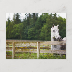 Carte Postale Cheval dans le champ en regardant sur la clôture