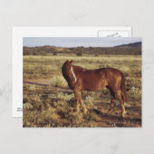 Carte Postale Cheval dans le pâturage (Devant / Derrière)