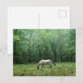Carte Postale Cheval dans le pré (Devant / Derrière)