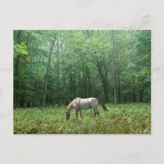 Carte Postale Cheval dans le pré (Devant)