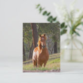 Carte Postale Cheval Dans Les Bois (Debout devant)