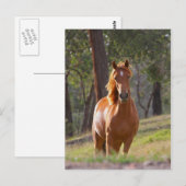 Carte Postale Cheval Dans Les Bois (Devant / Derrière)