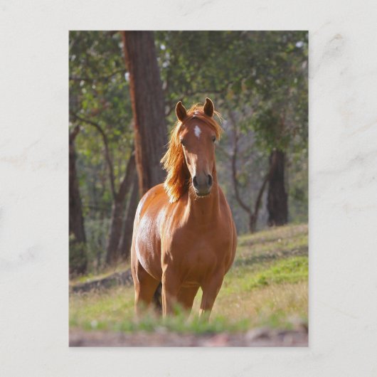 Carte Postale Cheval Dans Les Bois (Devant)