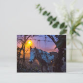 Carte Postale Cheval dans Sunset Irish Fog (Debout devant)