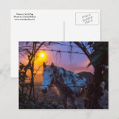 Carte Postale Cheval dans Sunset Irish Fog (Devant / Derrière)