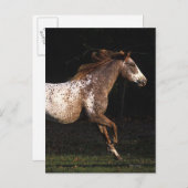 Carte Postale Cheval d'Appaloosa courant 4 (Devant / Derrière)