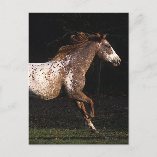 Carte Postale Cheval d'Appaloosa courant 4 (Devant)