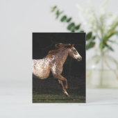 Carte Postale Cheval d'Appaloosa courant 4 (Debout devant)