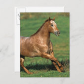 Carte Postale Cheval d'Appaloosa fonctionnant dans le domaine (Devant / Derrière)