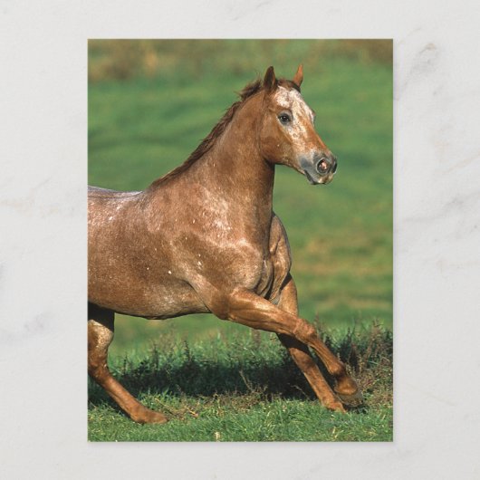 Carte Postale Cheval d'Appaloosa fonctionnant dans le domaine (Devant)