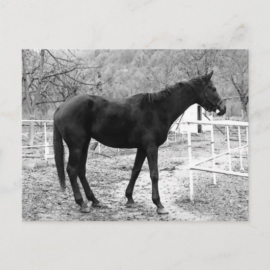 Carte Postale Cheval d'art pop d'échelle grise (Devant)