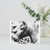 Carte Postale Cheval d'art pop noir et blanc (Debout devant)