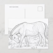 Carte Postale Cheval d'Assateague (Devant / Derrière)