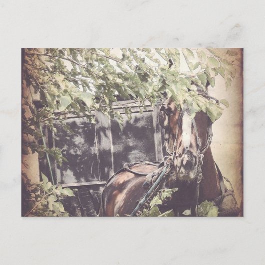 Carte Postale Cheval d'attente Amish (Devant)