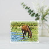 Carte Postale Cheval de Baie (Debout devant)