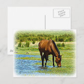 Carte Postale Cheval de Baie (Devant / Derrière)