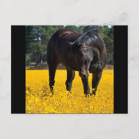 Cheval de baie dans un champ de fleurs jaunes
