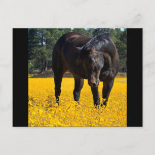 Carte Postale Cheval de baie dans un champ de fleurs jaunes
