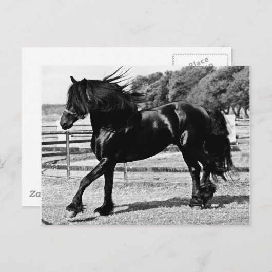 Carte Postale Cheval de beauté noire (Devant / Derrière)