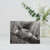 Carte Postale Cheval de bébé humide (Debout devant)