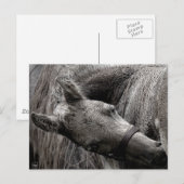 Carte Postale Cheval de bébé humide (Devant / Derrière)