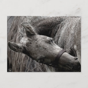 Carte Postale Cheval de bébé humide