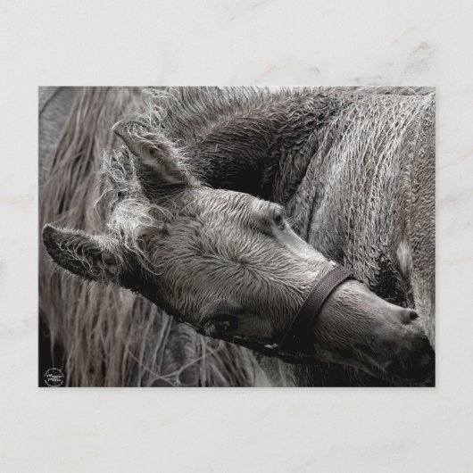 Carte Postale Cheval de bébé humide (Devant)