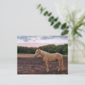 Carte Postale Cheval de Champagne (Debout devant)