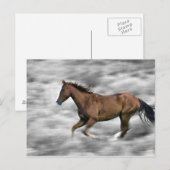 Carte Postale Cheval de course (Devant / Derrière)