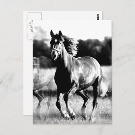 Carte Postale Cheval de course B&W (Devant / Derrière)