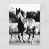 Carte Postale Cheval de course B&W (Devant)