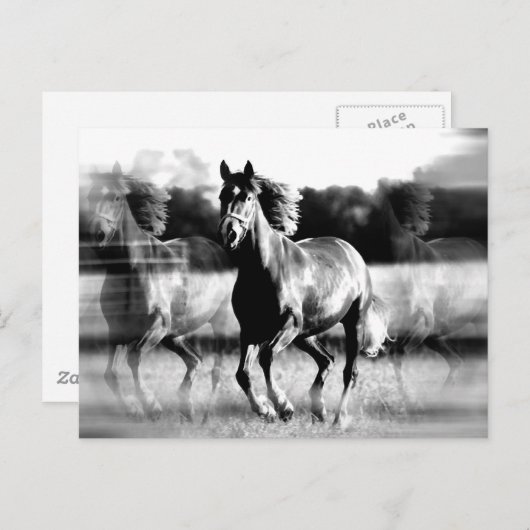 Carte Postale Cheval de course B&W (Devant / Derrière)