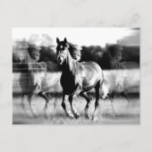 Carte Postale Cheval de course B&W (Devant)