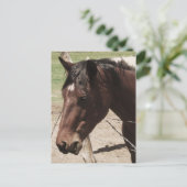 Carte Postale Cheval de discussion (Debout devant)