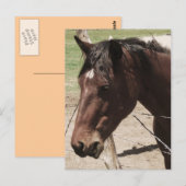 Carte Postale Cheval de discussion (Devant / Derrière)