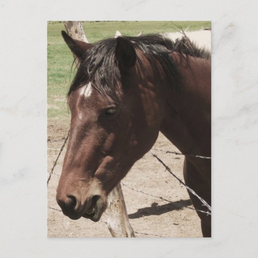 Carte Postale Cheval de discussion (Devant)