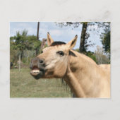 Carte Postale Cheval de discussion (Devant)