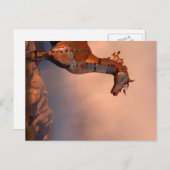 Carte Postale "Cheval de fer" (Devant / Derrière)