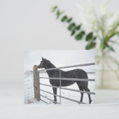 Carte Postale Cheval de ferme (Debout devant)