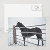 Carte Postale Cheval de ferme (Devant / Derrière)