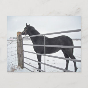 Carte Postale Cheval de ferme