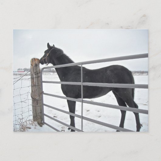 Carte Postale Cheval de ferme (Devant)