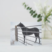 Carte Postale Cheval de ferme (Debout devant)