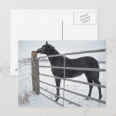 Carte Postale Cheval de ferme (Devant / Derrière)