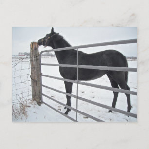 Carte Postale Cheval de ferme