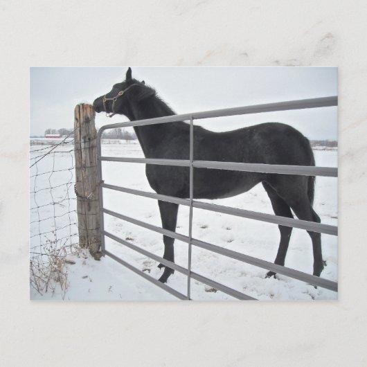 Carte Postale Cheval de ferme (Devant)